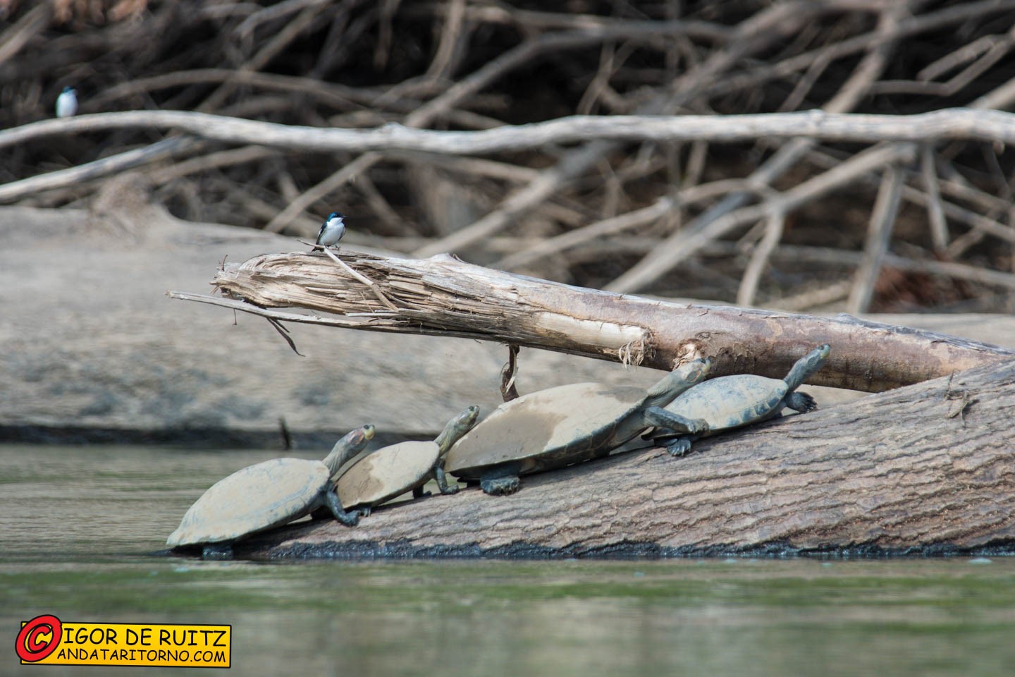 Parque Nacional del Manu