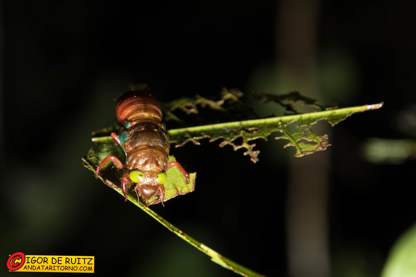 Parque Nacional del Manu
