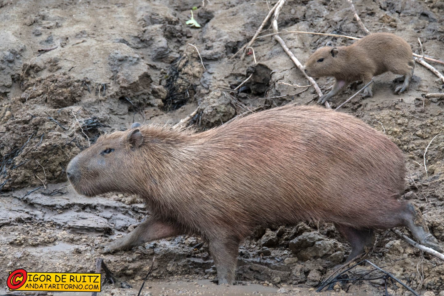 Parque Nacional del Manu