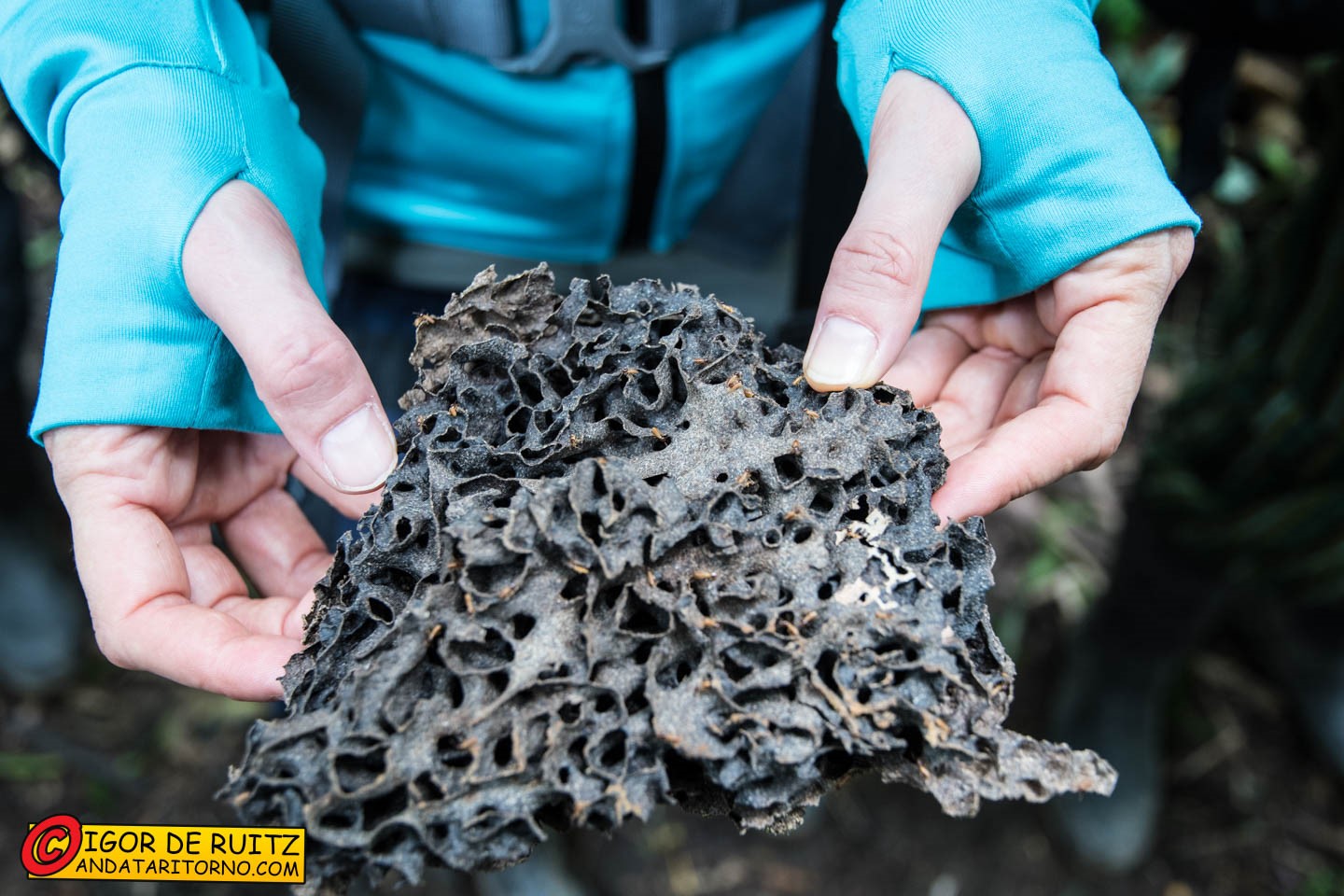 Parque Nacional del Manu