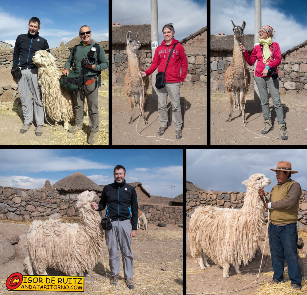 Ce la siamo fatti tutti la foto con il lama e l'alpaca? Possiamo andare ora?