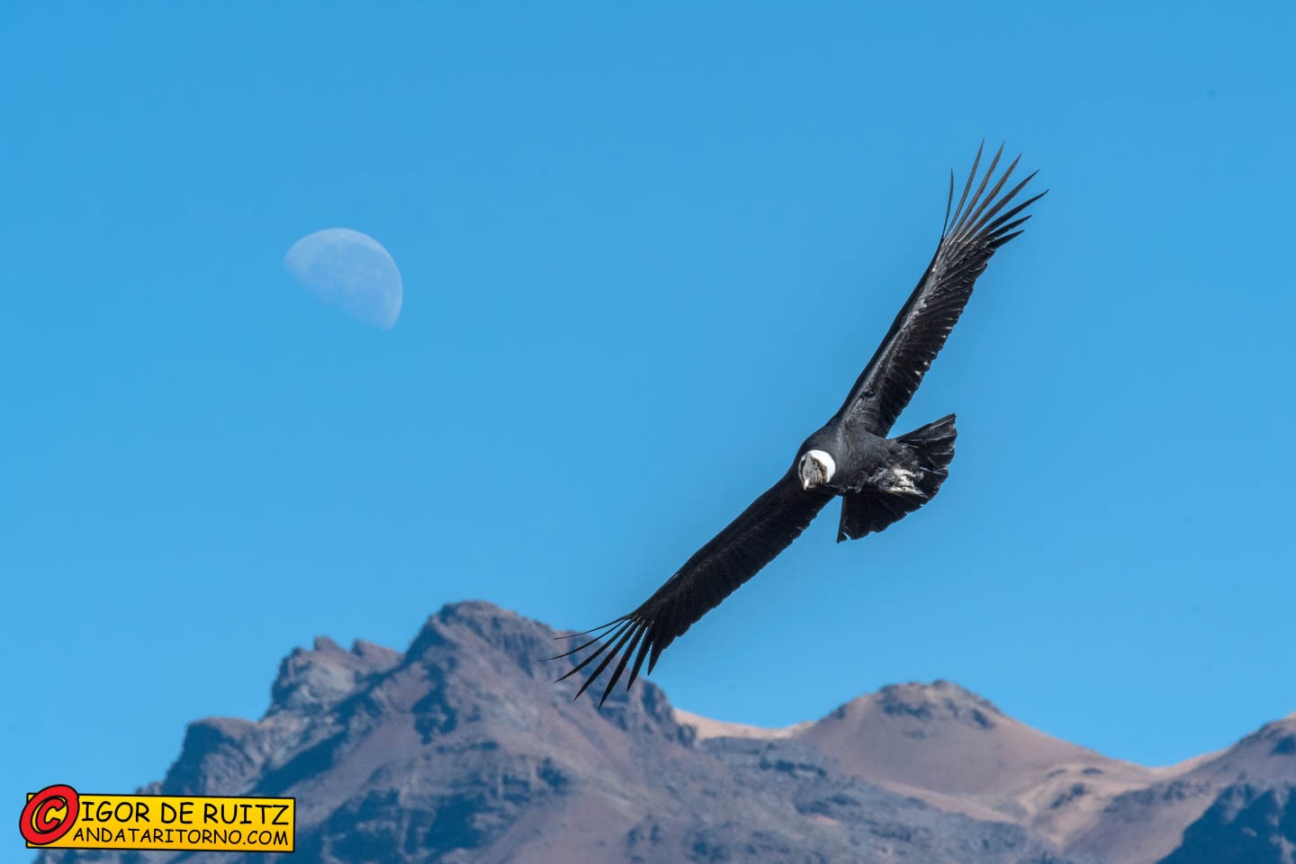 Cruz del Condor (Canyon del Colca)