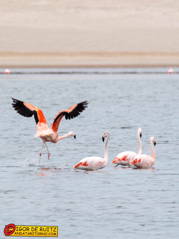 Reserva Nacional de Paracas