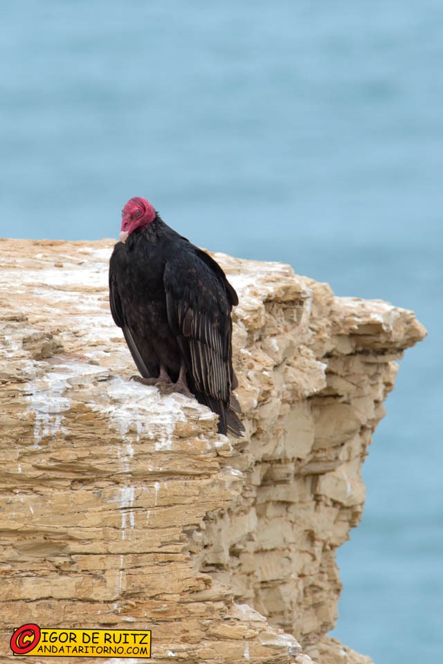 Reserva Nacional de Paracas