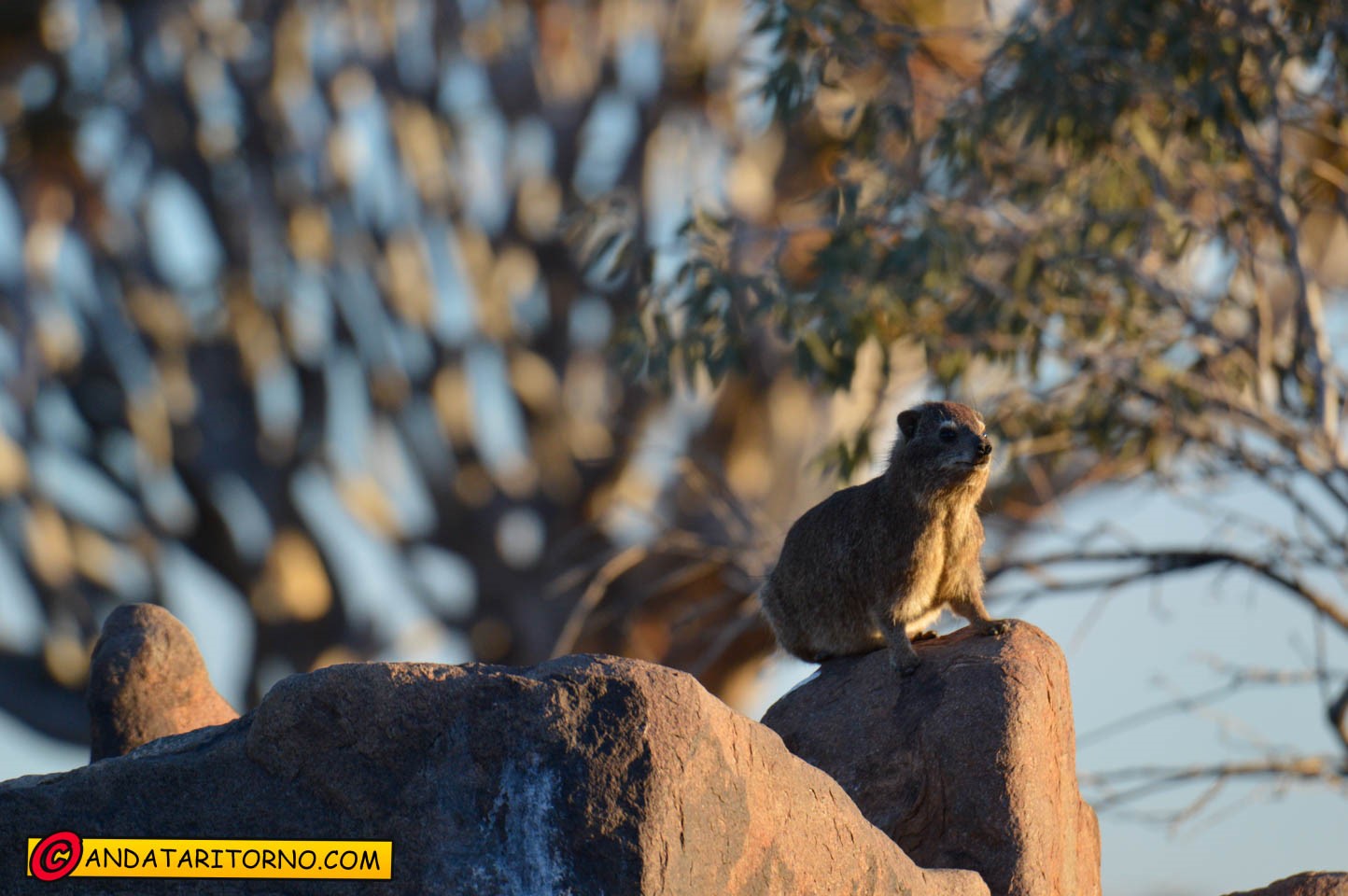 Incontri alla Quiver Tree Forest