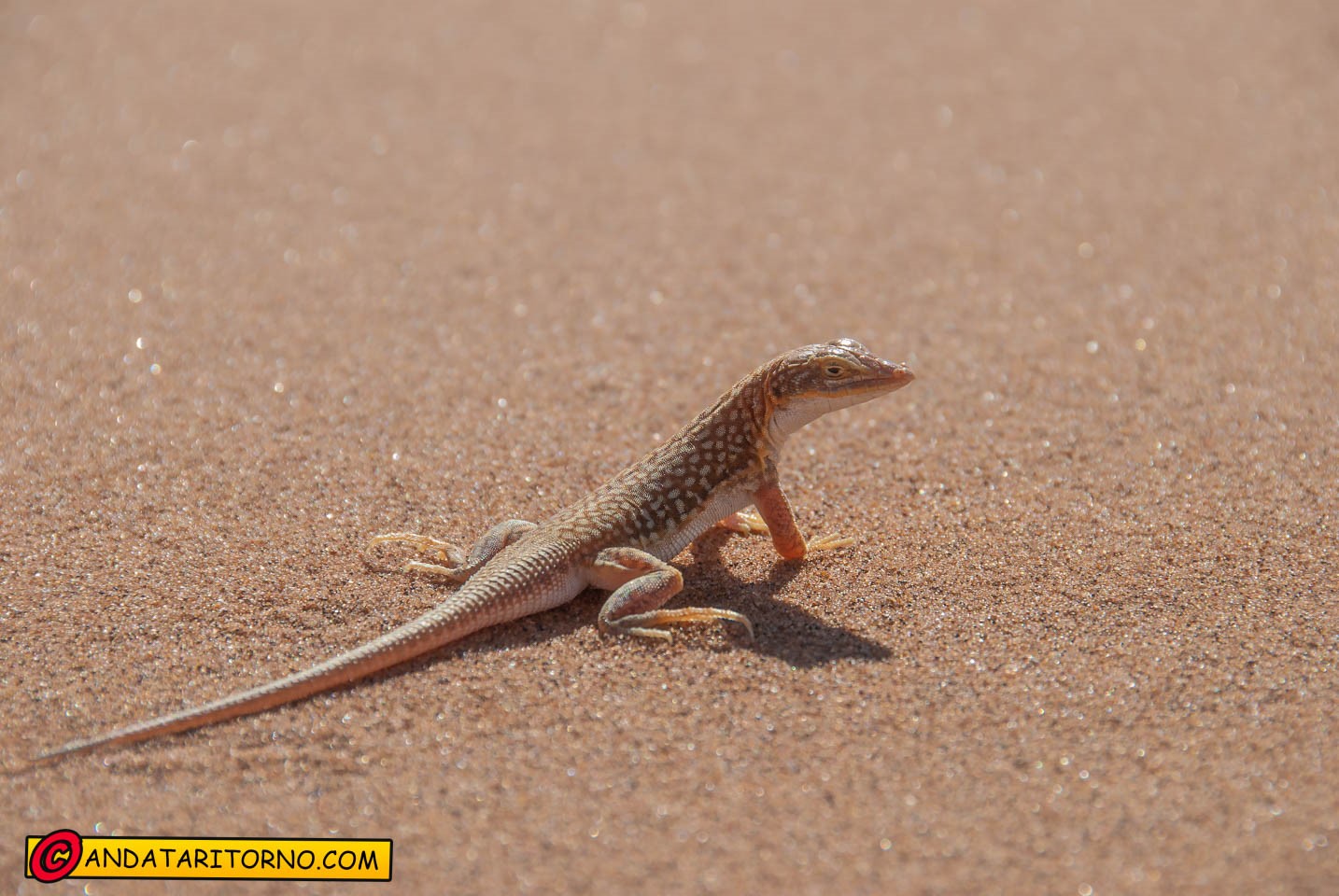 Salendo sul Big Daddy