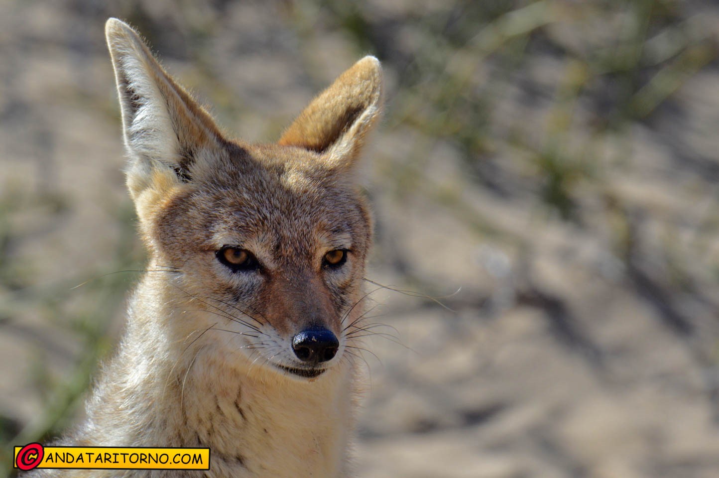 Dintorni di Walvis Bay