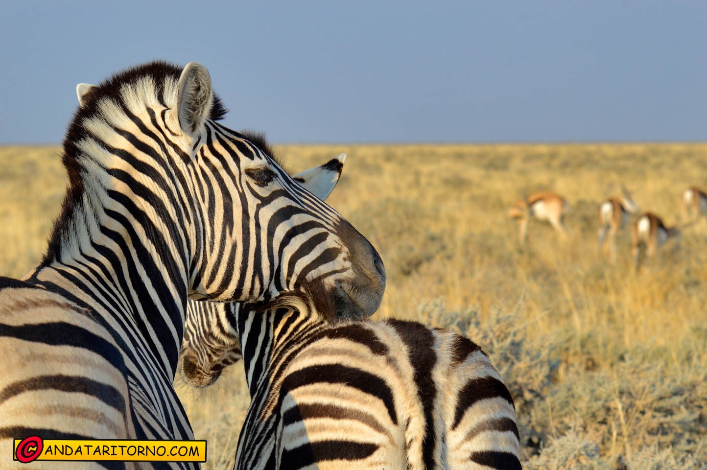 Etosha National Park