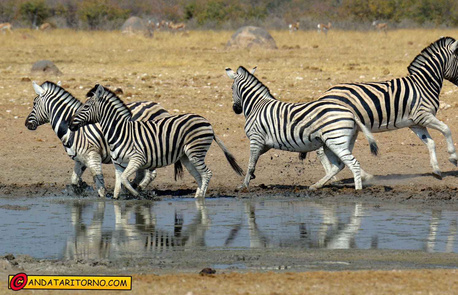 Etosha National Park