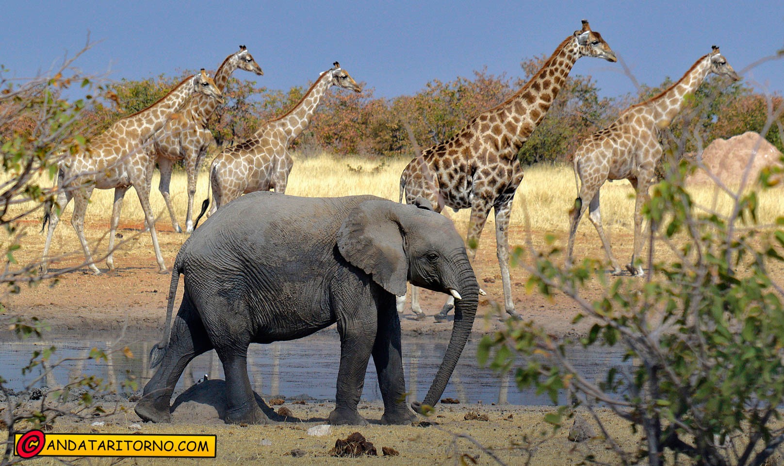 Etosha National Park