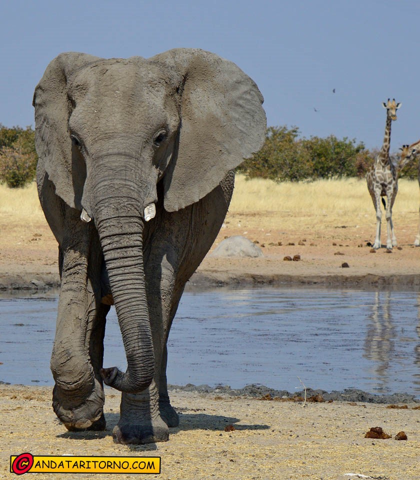 Etosha National Park