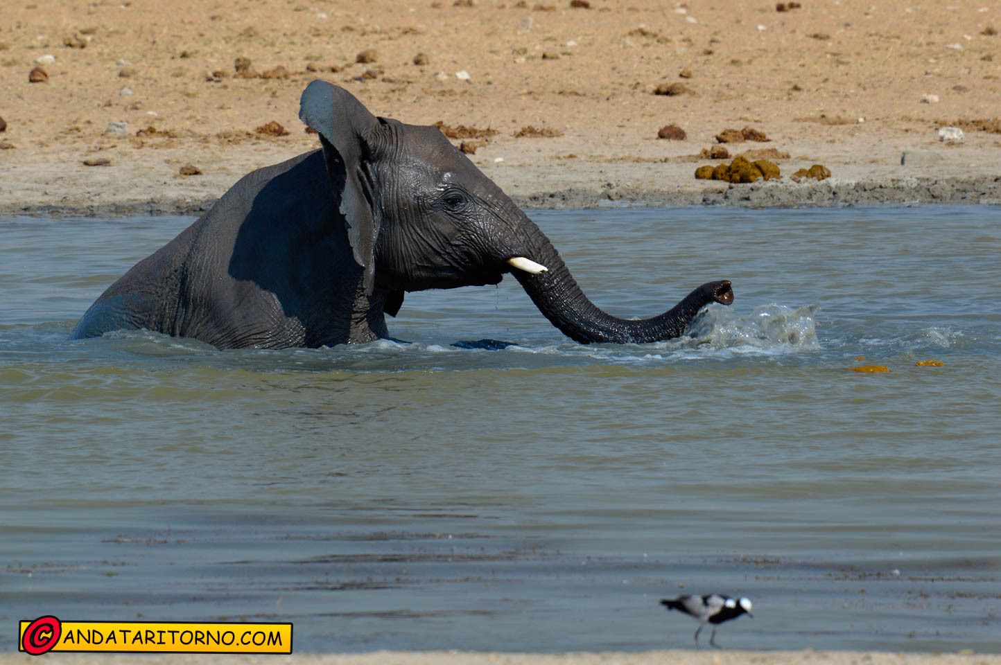 Etosha National Park