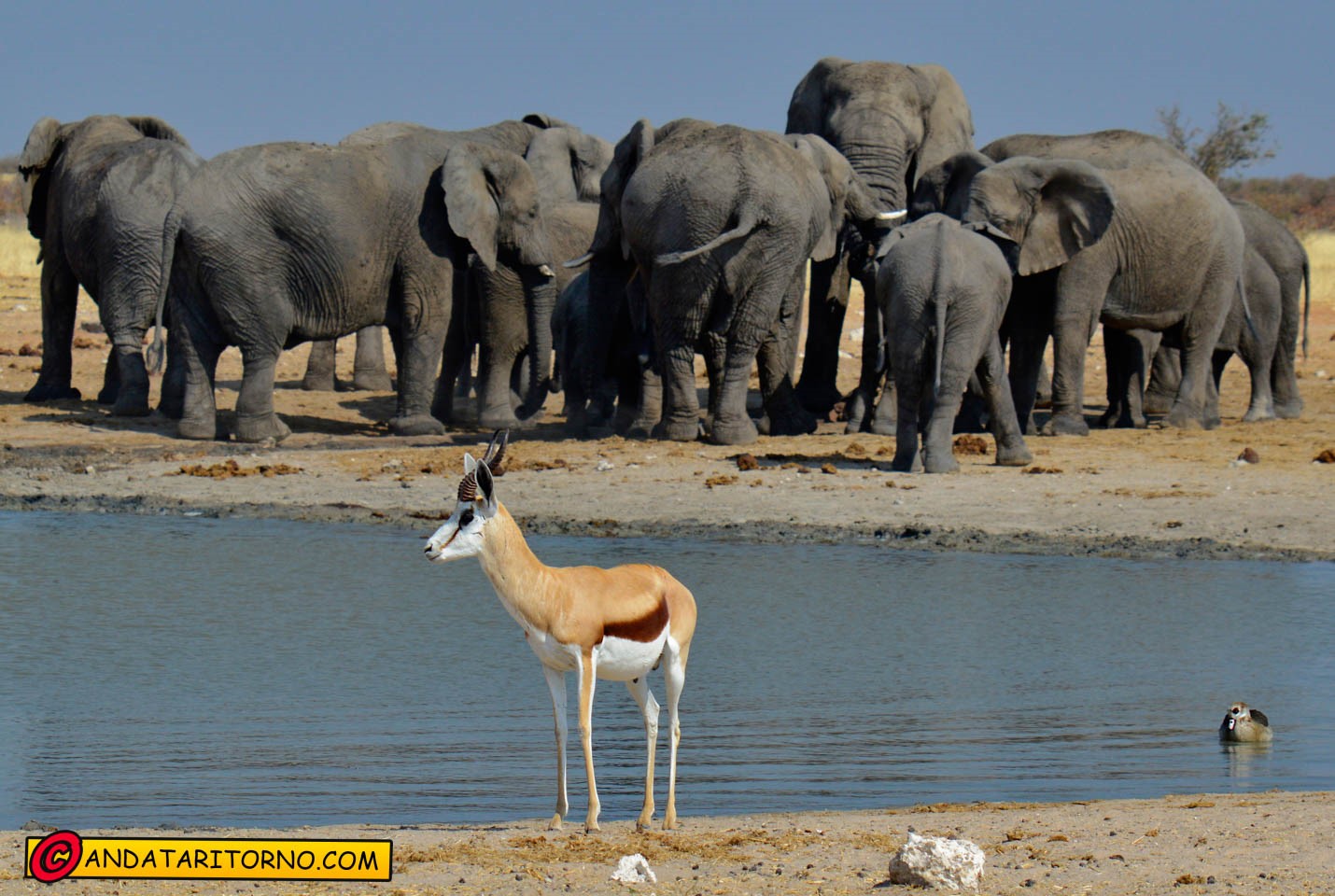 Etosha National Park
