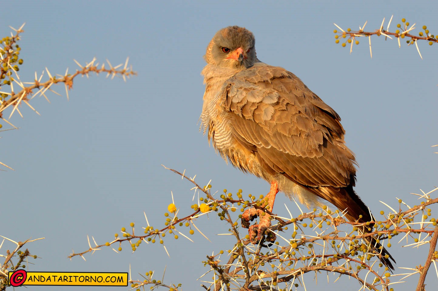 Etosha National Park