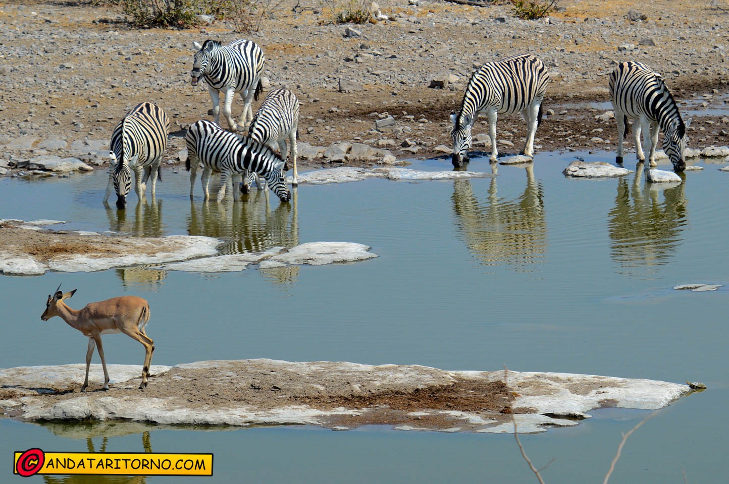 Etosha National Park