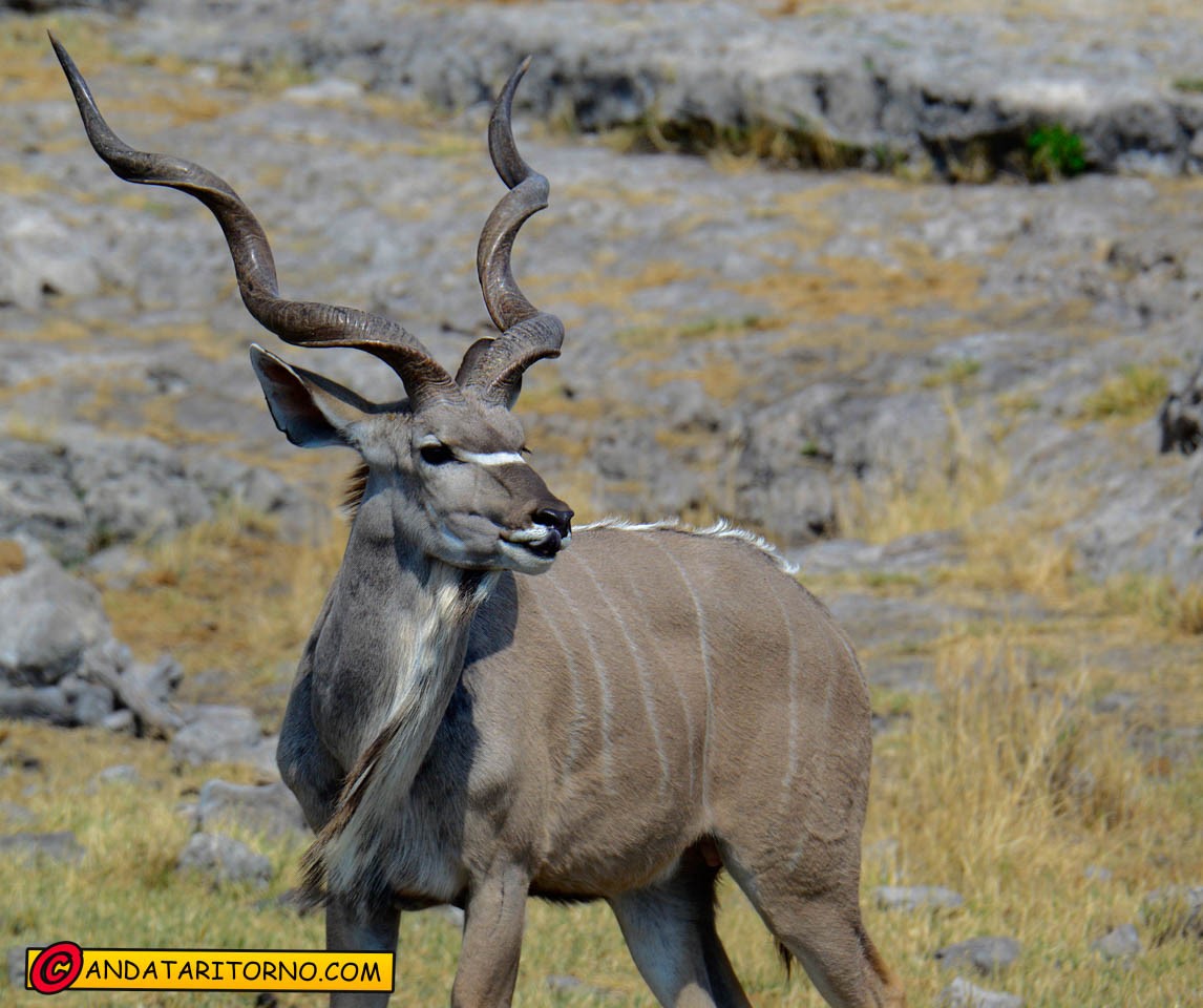 Etosha National Park