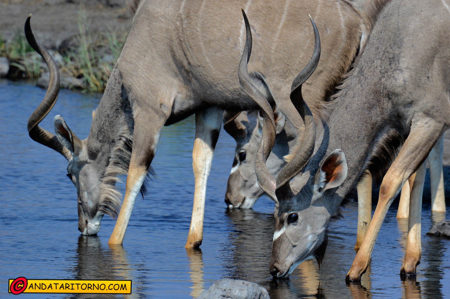 Etosha National Park