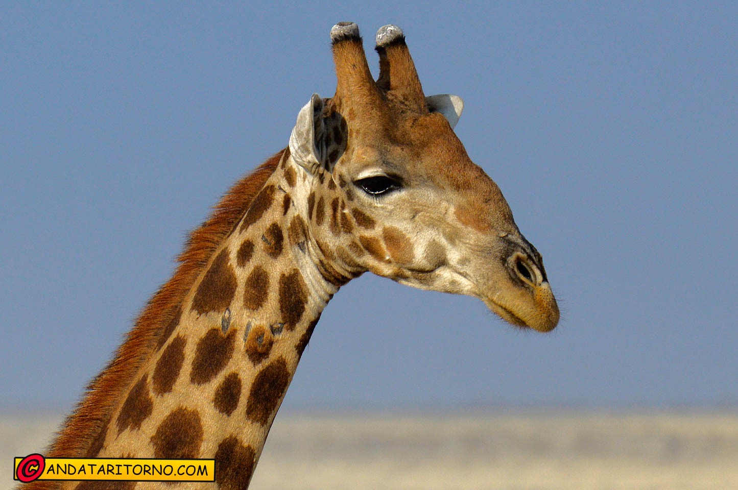 Etosha National Park