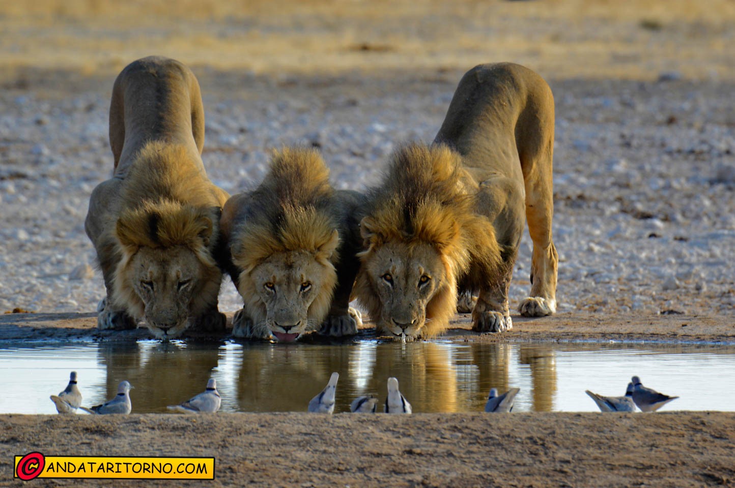 Etosha National Park
