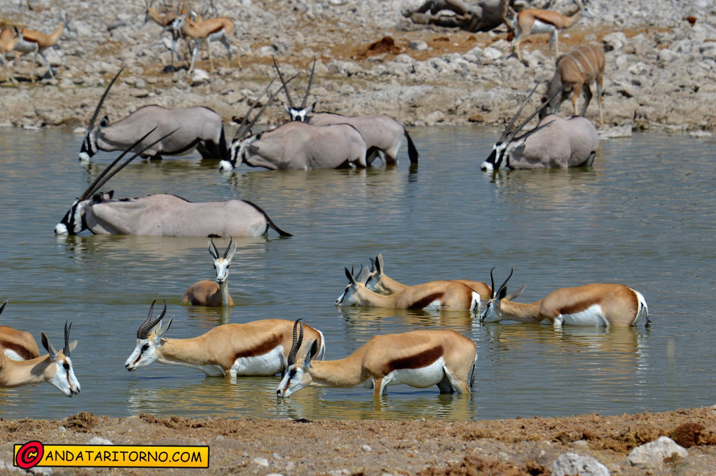 Etosha National Park