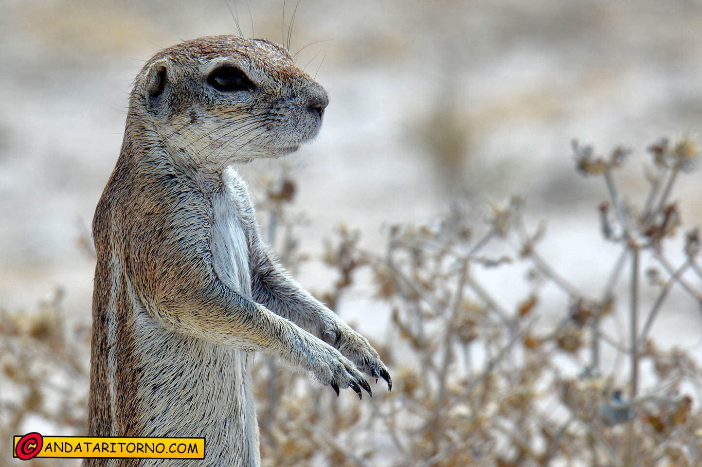 Etosha National Park