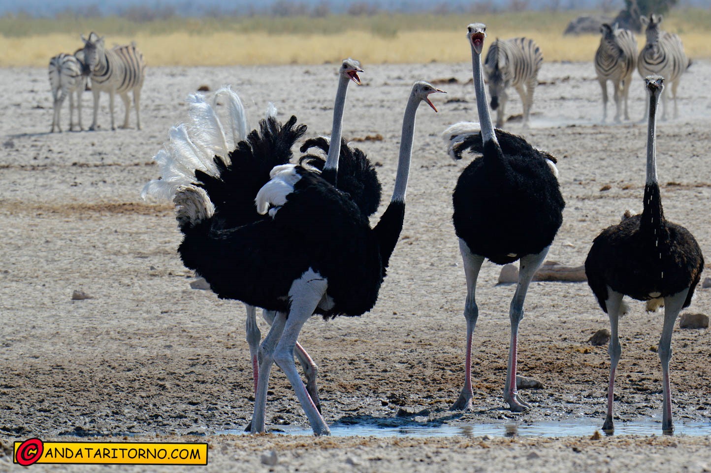 Etosha National Park