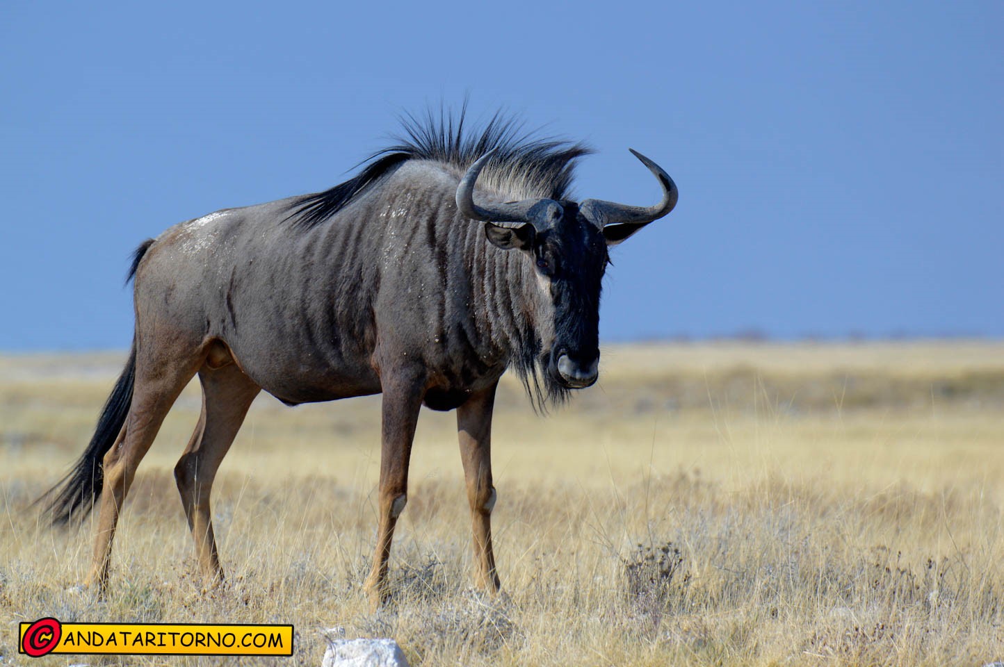 Etosha National Park