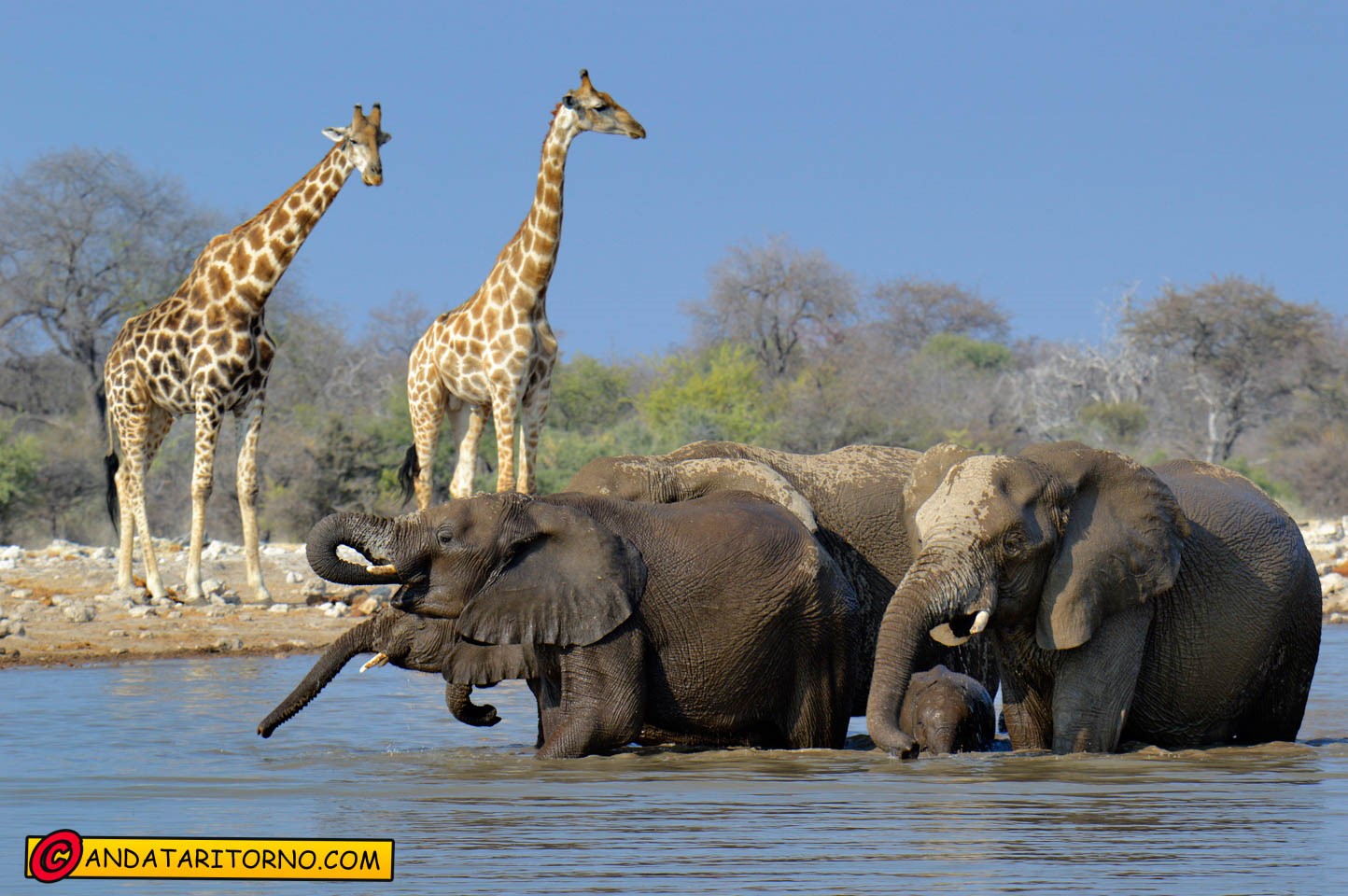 Etosha National Park