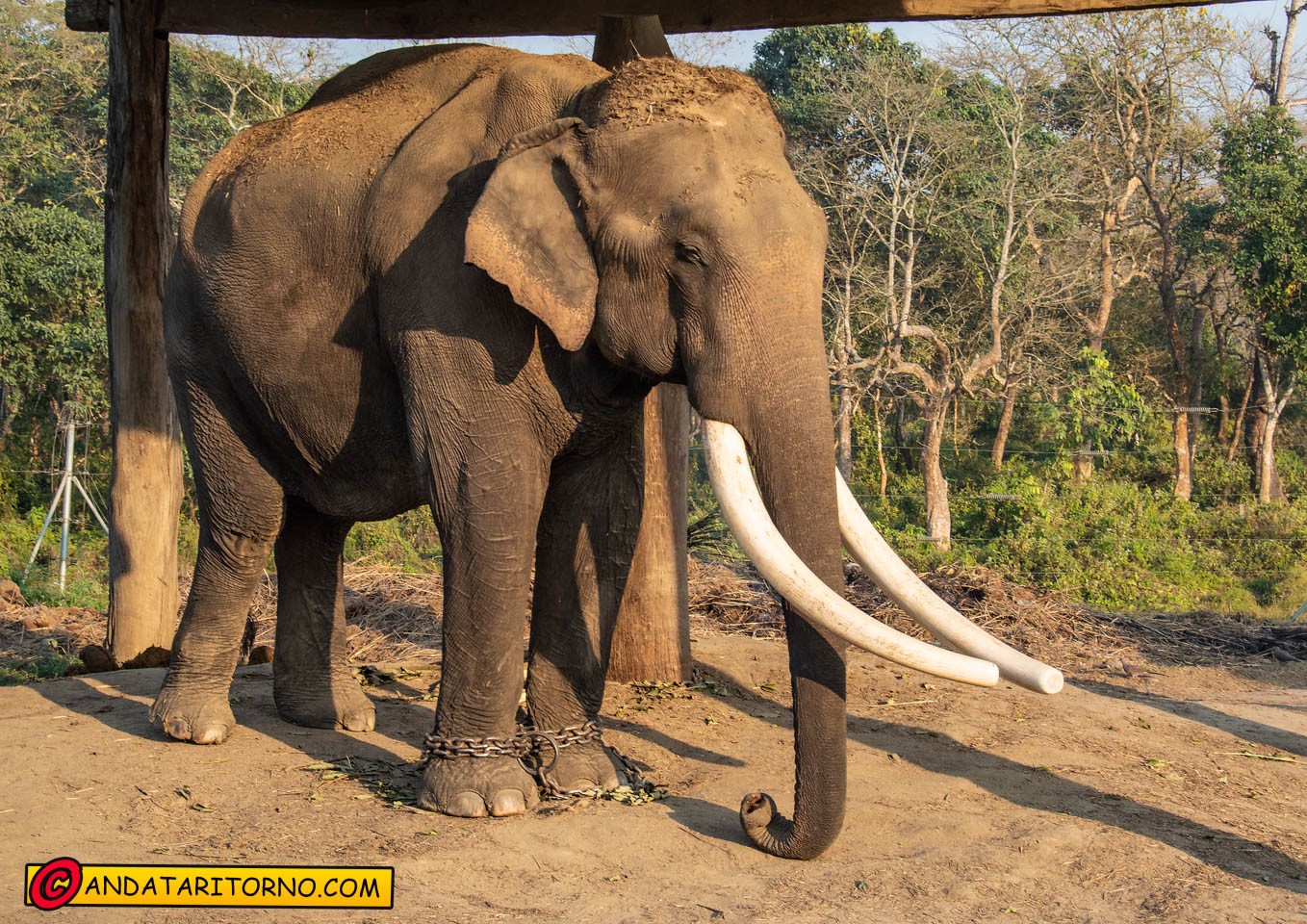Centro di addestramento elefanti