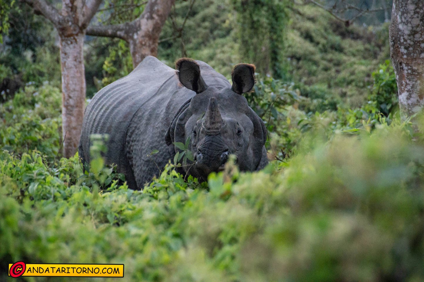 Ai confini del Chitwan