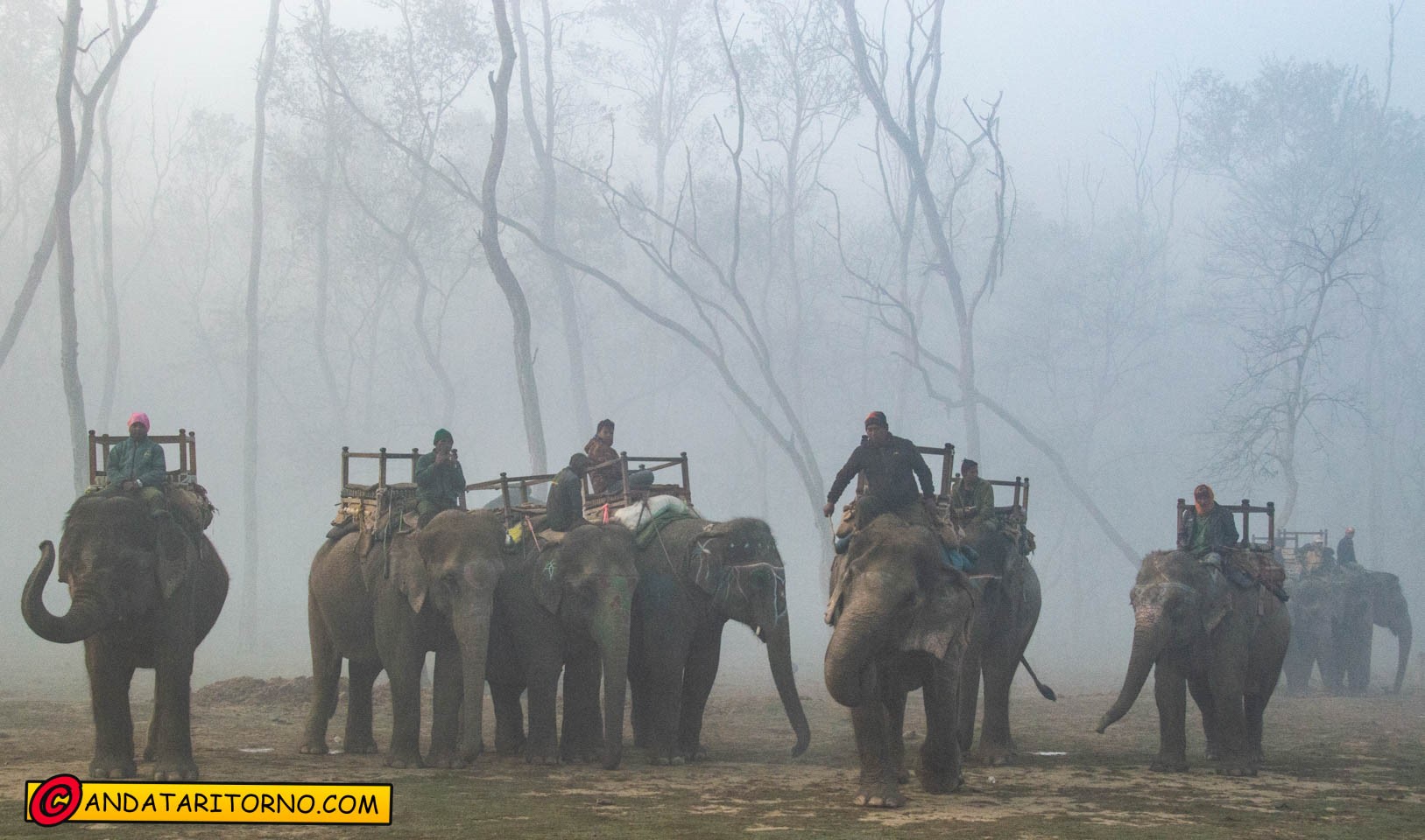Safari a dorso di elefante